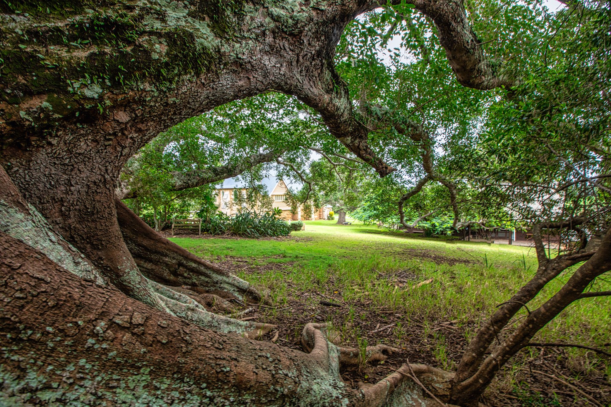 St Barnabas Chapel tree, Norfolk Island, Norfolk Island