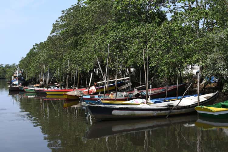 Suruí River