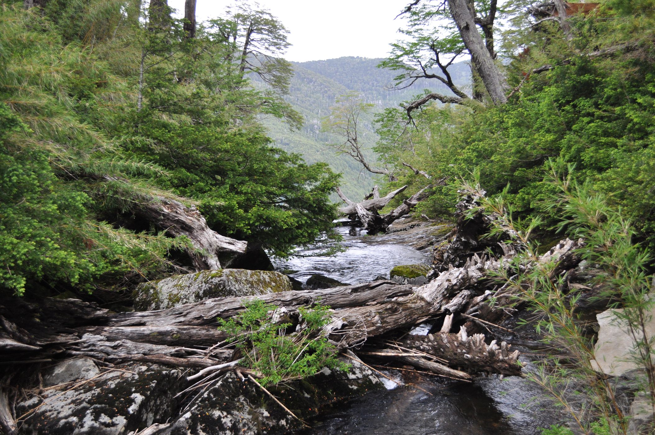 Trail to Laguna el Toro, Chile