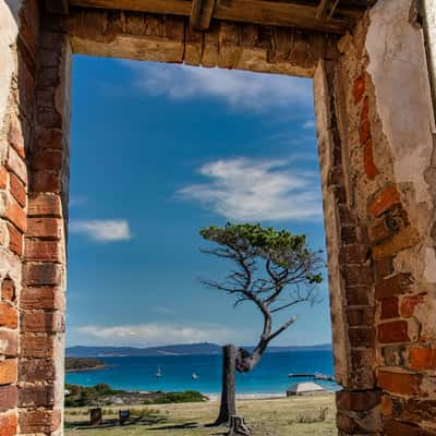 Tree through the building Maria Island, Tasmania, Australia