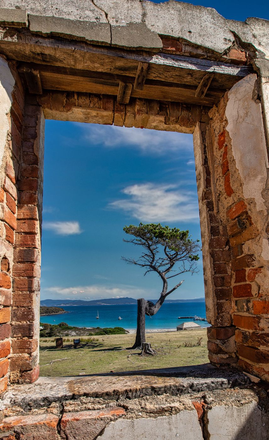Tree through the building Maria Island, Tasmania, Australia