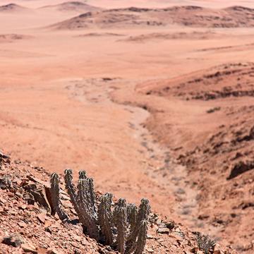 Viewpoint pink desert, Namibia