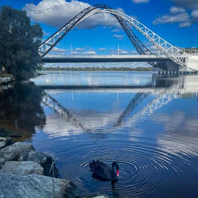 Black Swan, Matagarup Bridge, Perth, Western Australia, Australia