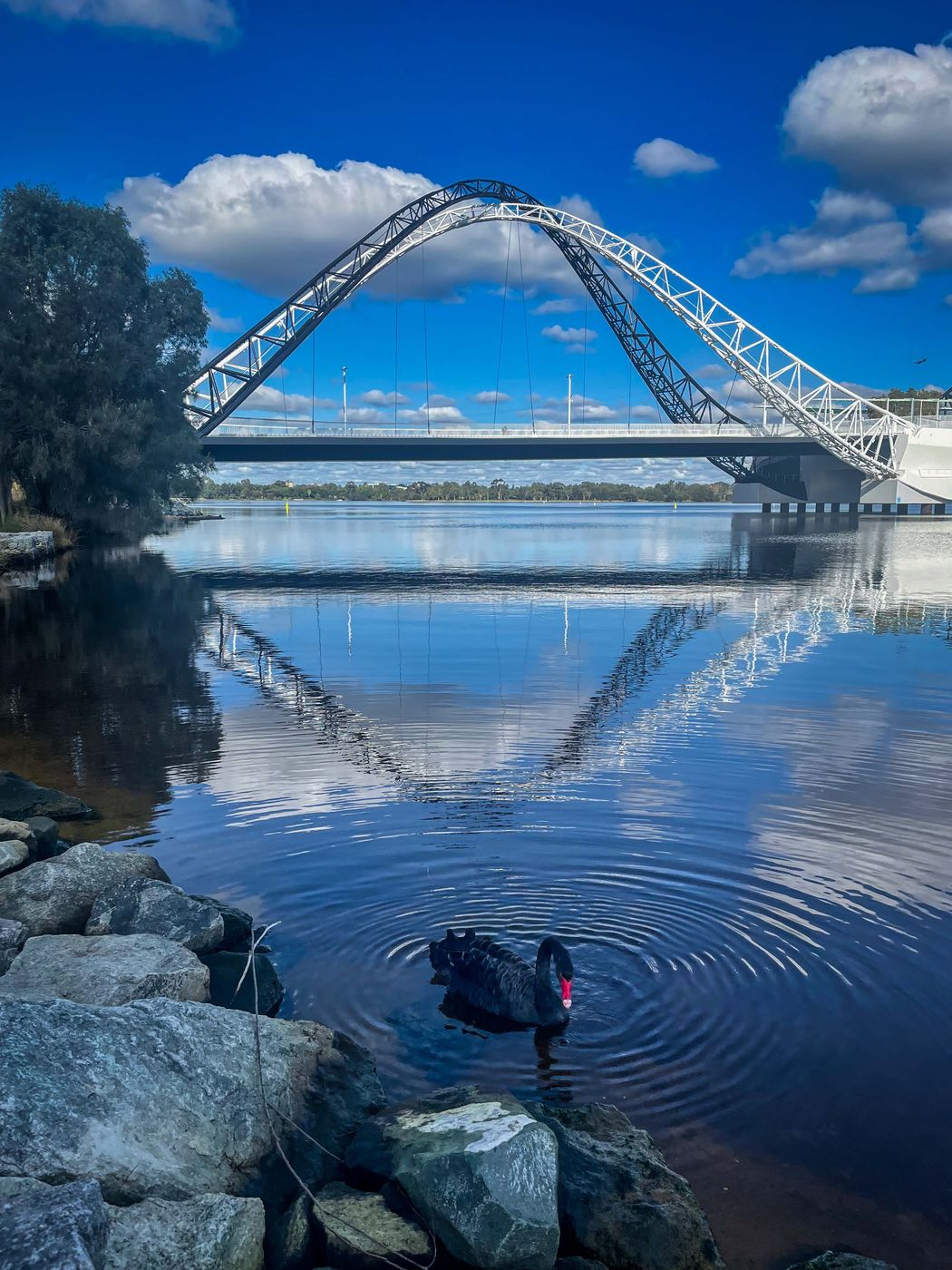 Black Swan, Matagarup Bridge, Perth, Western Australia, Australia