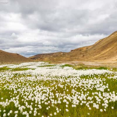 Cotton grass field near Viti (Krafla), Iceland