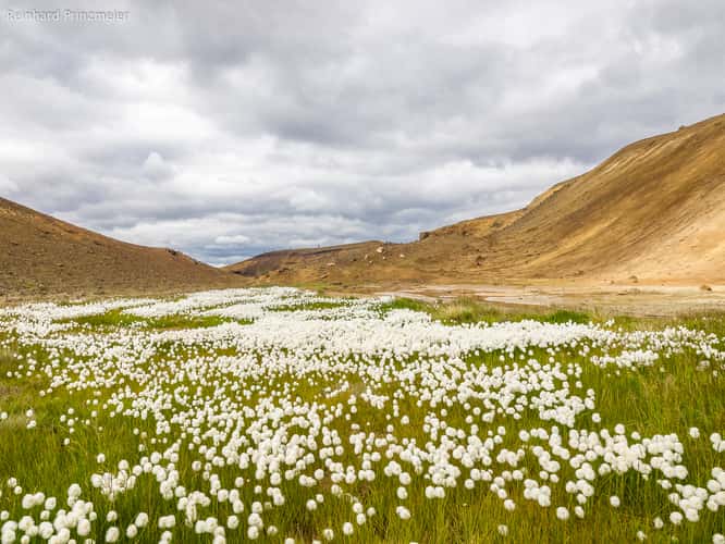 Cotton grass field near Viti (Krafla)