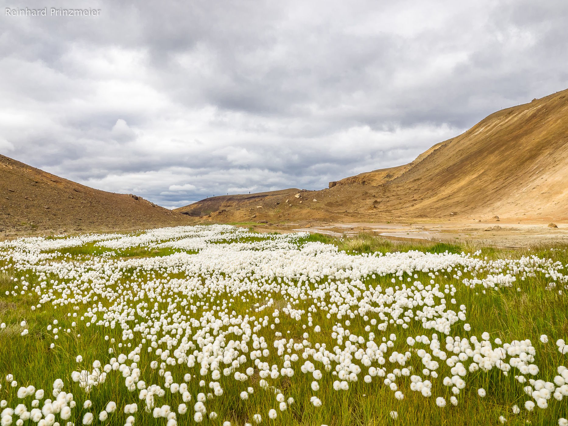 Cotton grass field near Viti (Krafla), Iceland