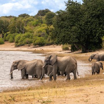 elephant pool, Botswana