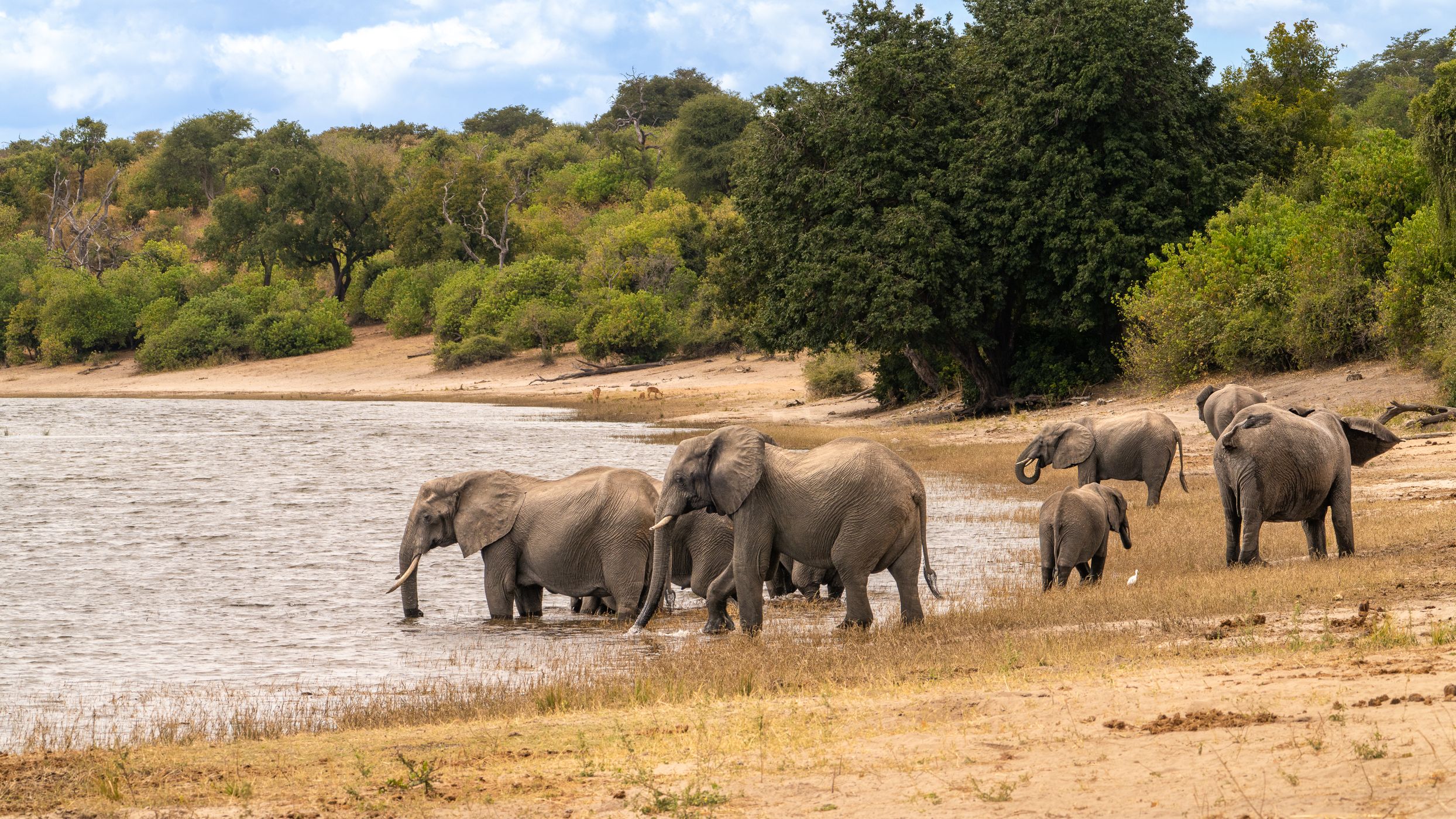 elephant pool, Botswana