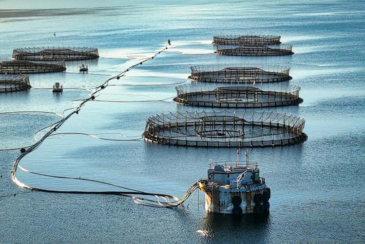 Fish Farms, Huon River, Cygnet, Tasmania