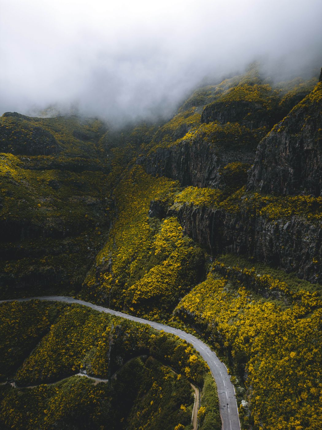 Fog on the forest in Madeira, Portugal