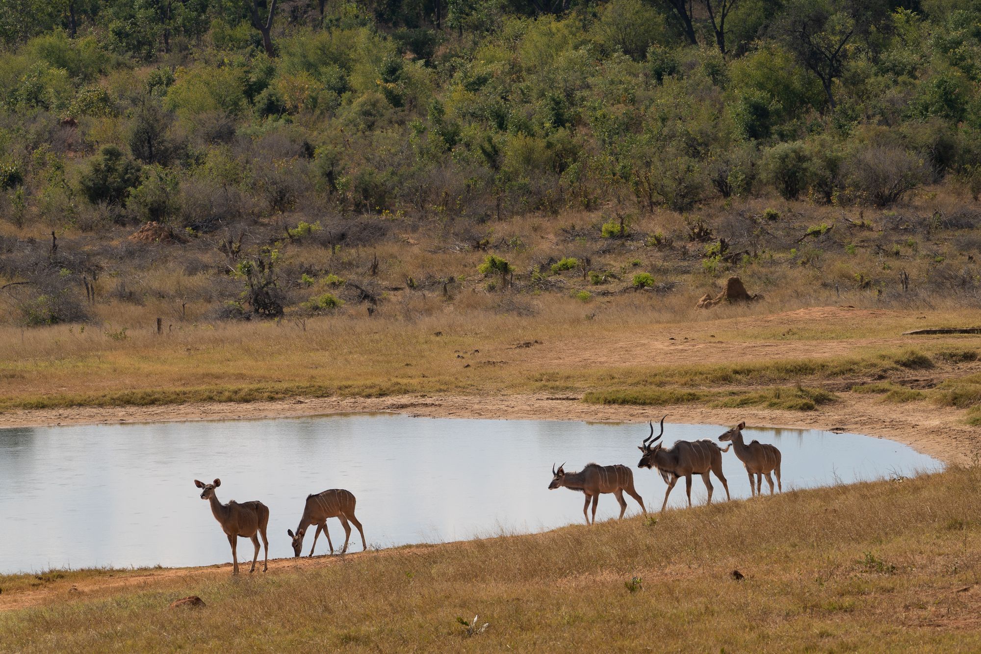 Kudu's family, Zimbabwe