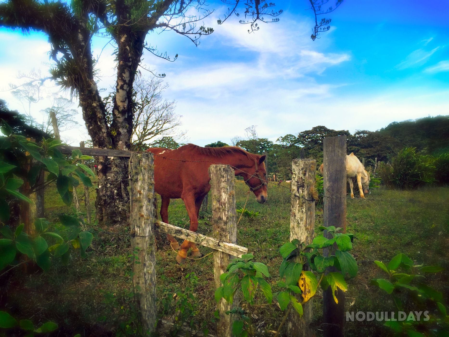 Miraflor Nature Reserve, Nicaragua