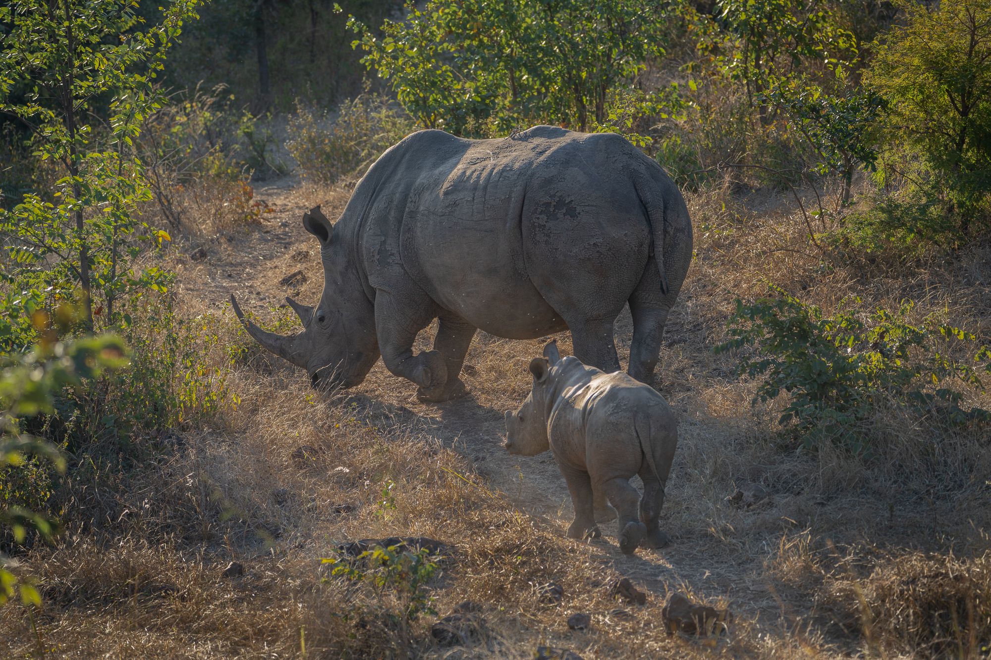 Mosi-oa-Tunya national parc, Zambia