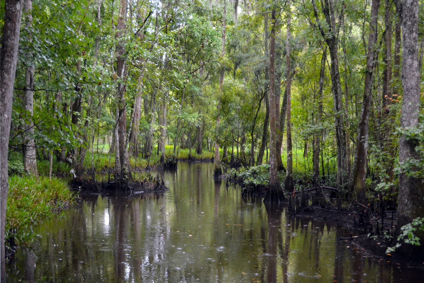 New Orleans Bayou, USA