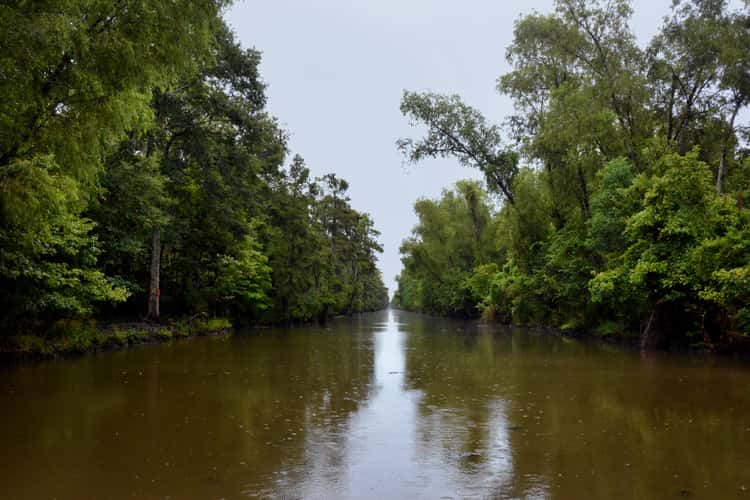New Orleans Bayou