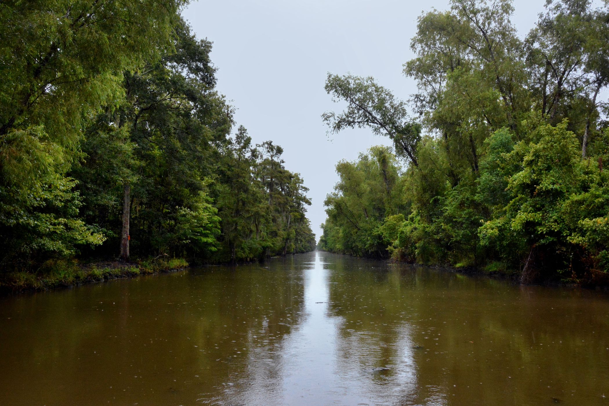 New Orleans Bayou, USA