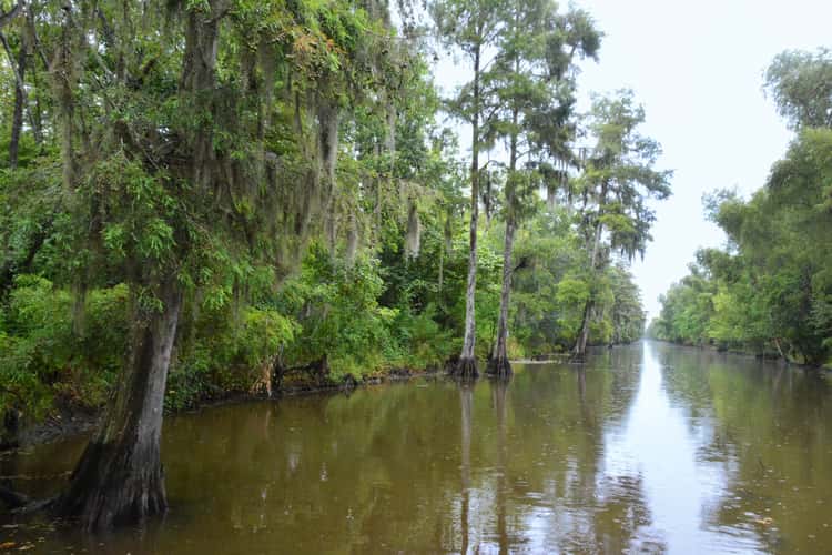 New Orleans Bayou