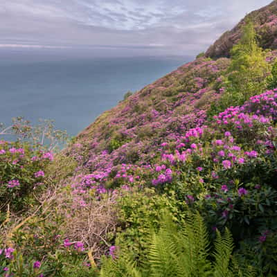 Rhododendron, Exmoor NP, United Kingdom