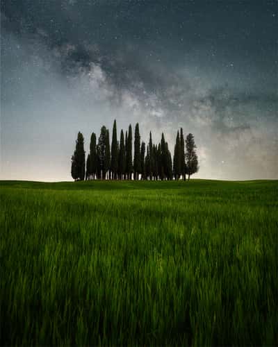 San Quirico d'Orcia, cipressi