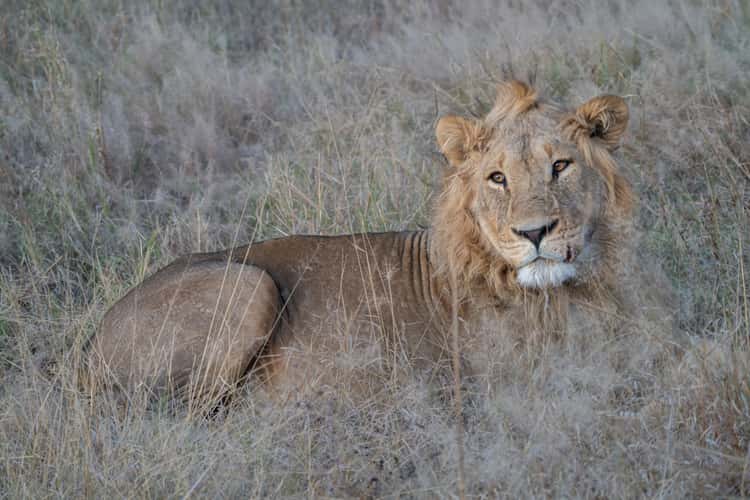 Savuti Plains