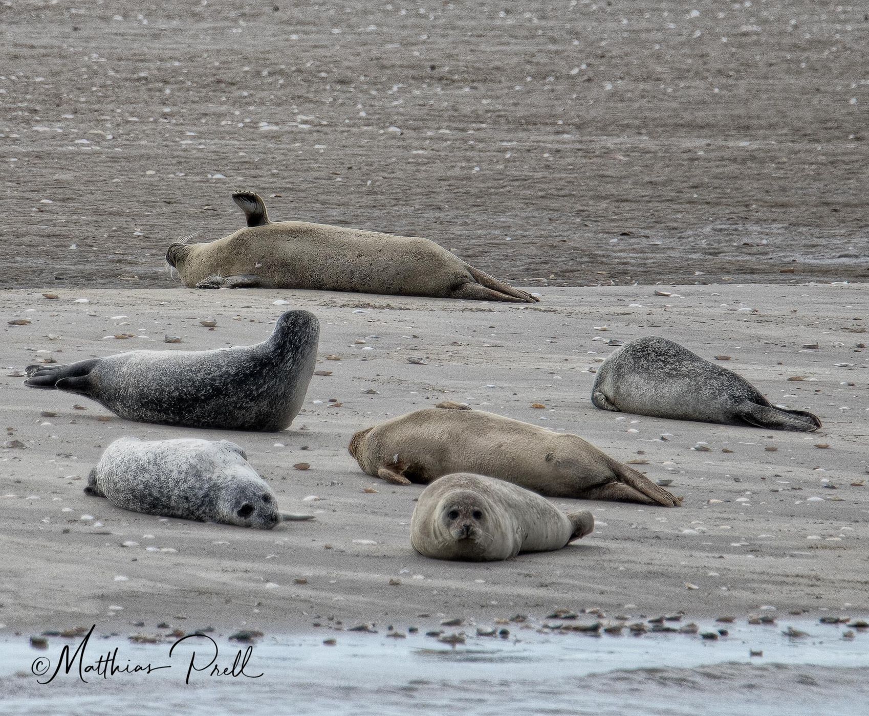 Seal bank off Büsum, Germany
