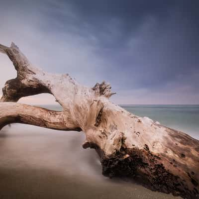 Shkorpilovtsi dead tree, Bulgaria