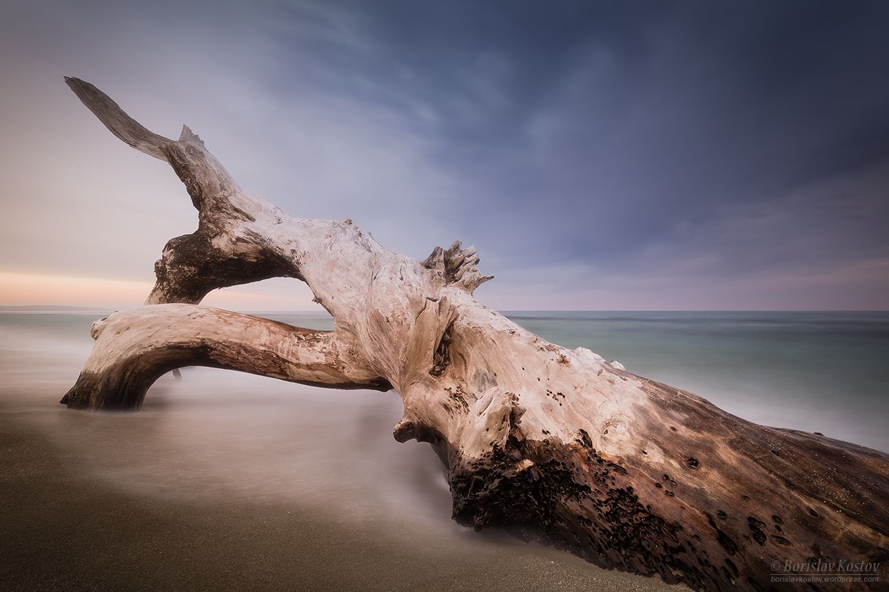 Shkorpilovtsi dead tree, Bulgaria