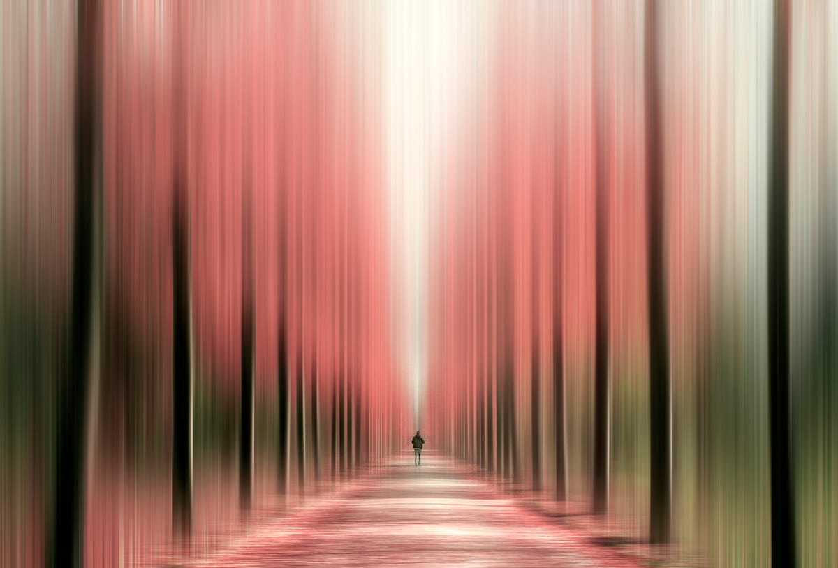 Tree alley, Copenhagen, Denmark