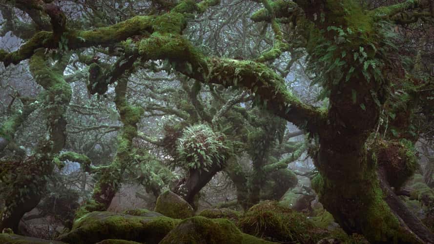 Wistman Woods