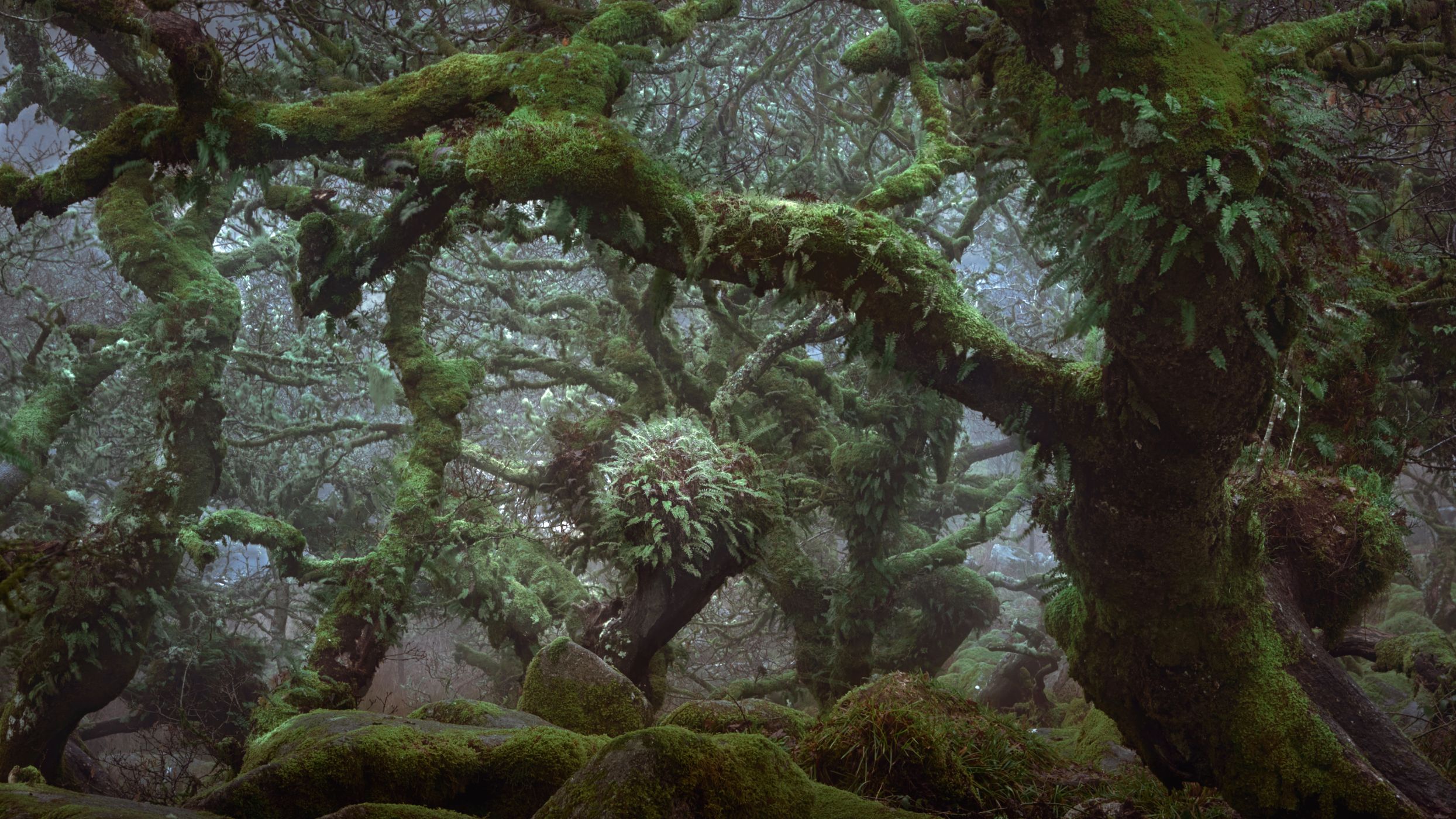 Wistman Woods, United Kingdom