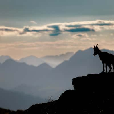 Alpenpanorama,Berner Oberland,Beatenberg, Switzerland