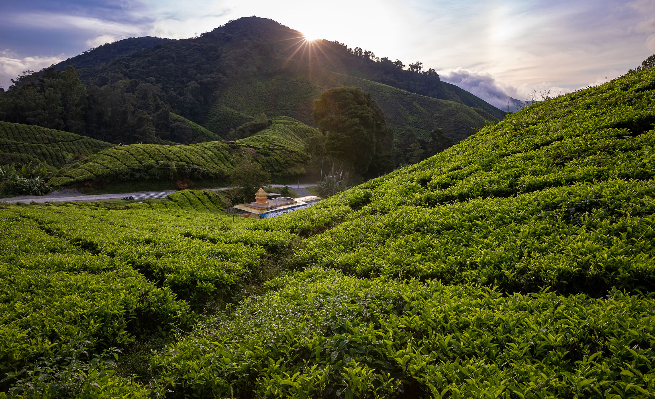 BOH tea platation, Malaysia