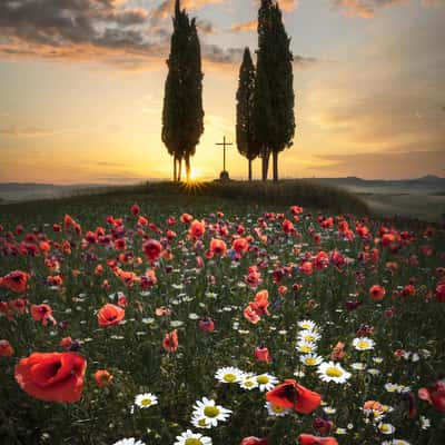 Cypresses at Croce di Prata, Italy