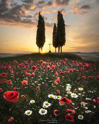 Cypresses at Croce di Prata