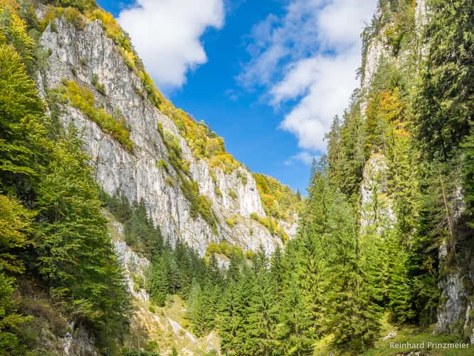 Dâmboviciorei Gorge (Cheile Dâmboviciorei)