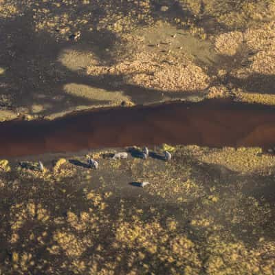 Elephants at orange river, Botswana