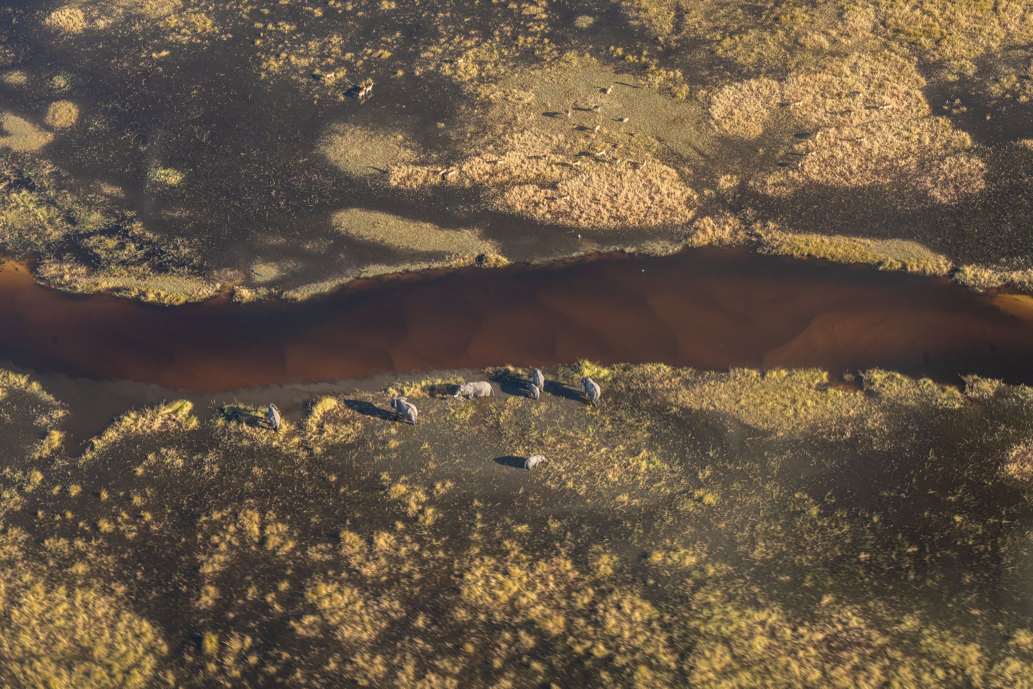 Elephants at orange river, Botswana