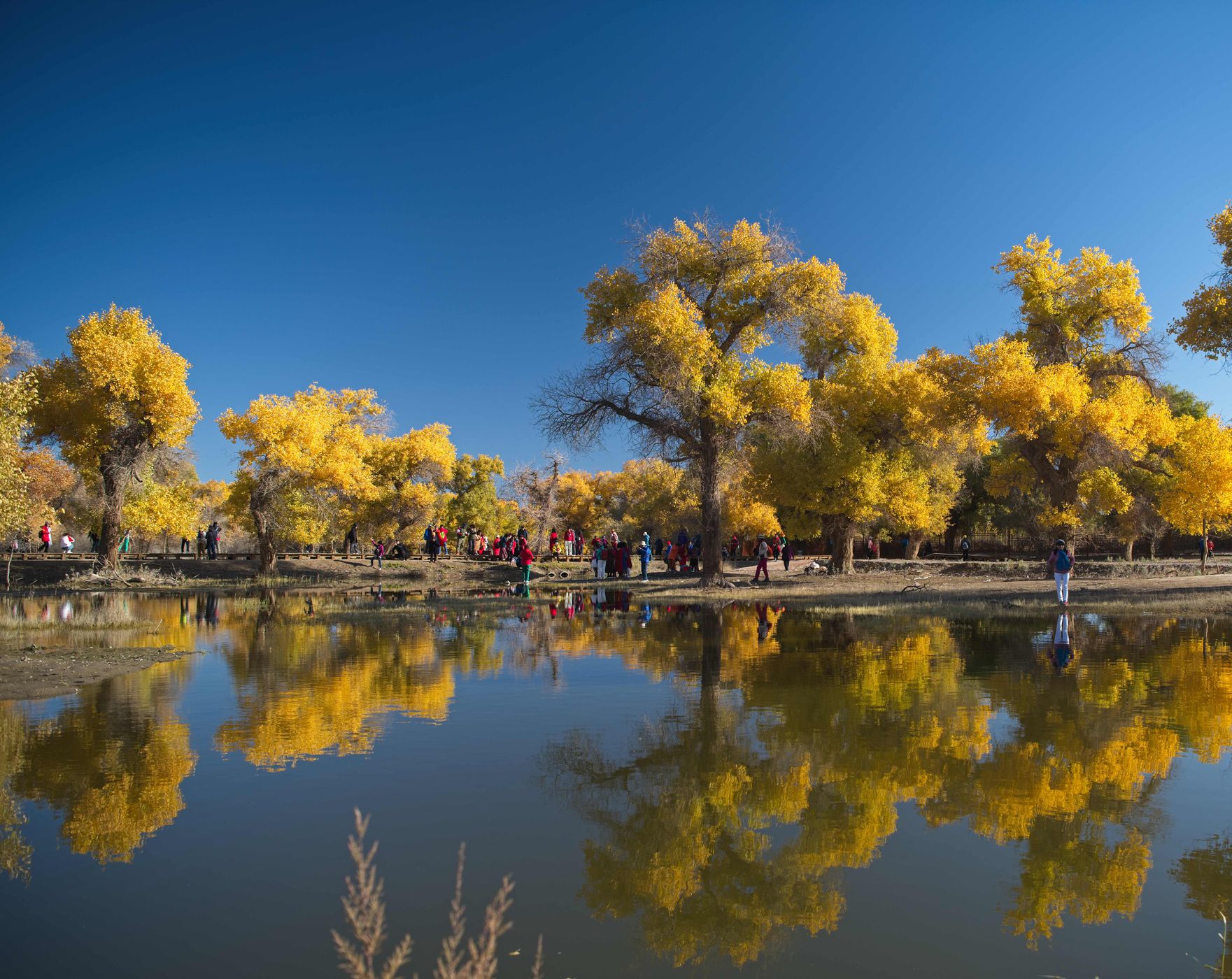 Ejin banner poplar tree forest, China