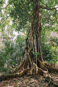 Fig tree in the jungle of Corcovado Nationalparc