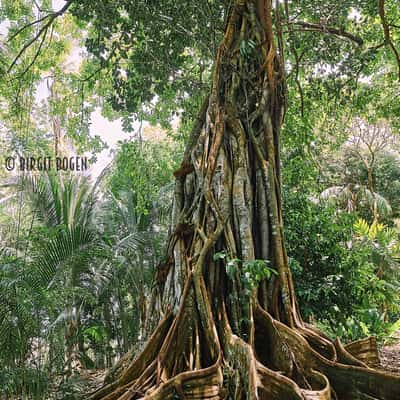 Fig tree in the jungle of Corcovado Nationalparc, Costa Rica