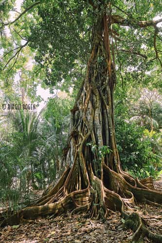 Fig tree in the jungle of Corcovado Nationalparc