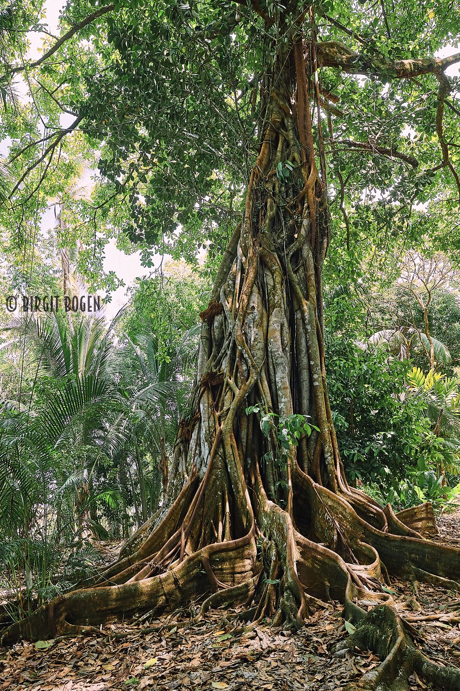 Fig tree in the jungle of Corcovado Nationalparc, Costa Rica