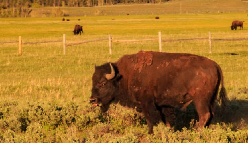 Grand Tetons national park