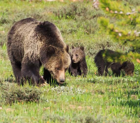 Grand Tetons national park