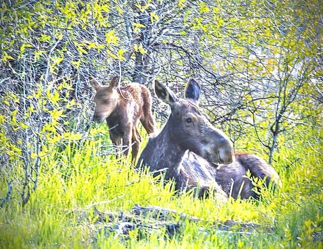 Grand Tetons national park