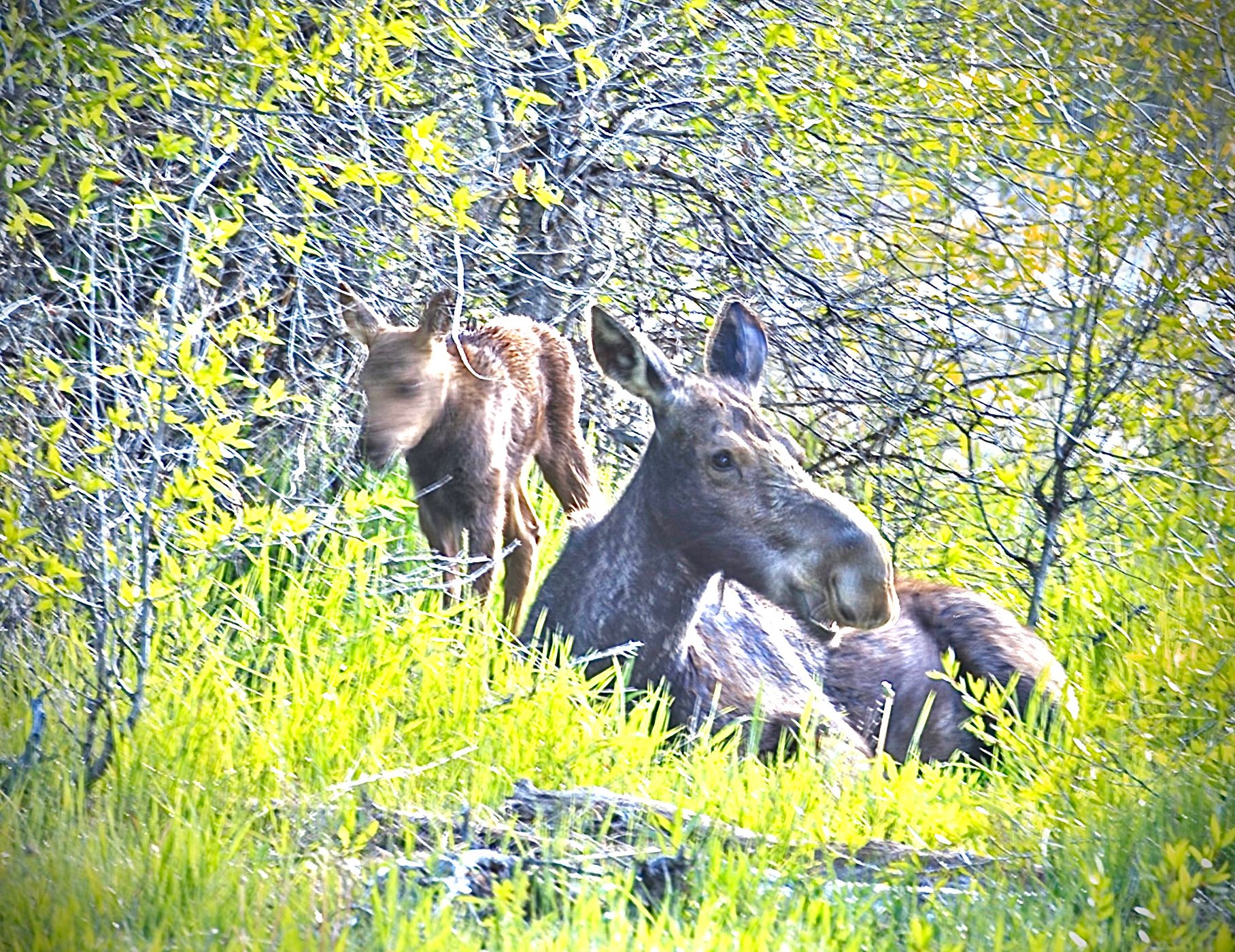 Grand Tetons national park, USA