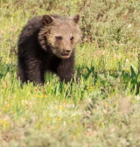 Grand Tetons national park