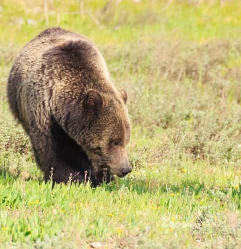 Grand Tetons national park