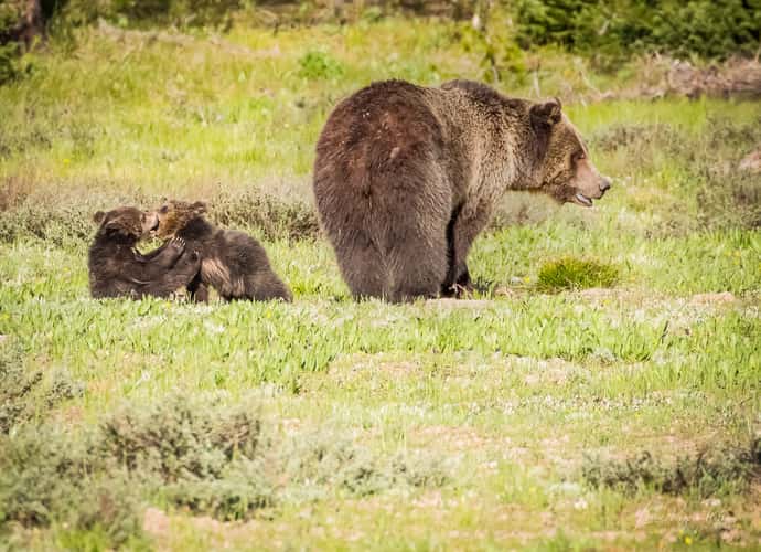 Grand Tetons national park
